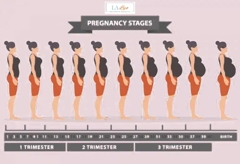 First Trimester (Weeks 1–12): Early Changes You Might Not Notice Paisley